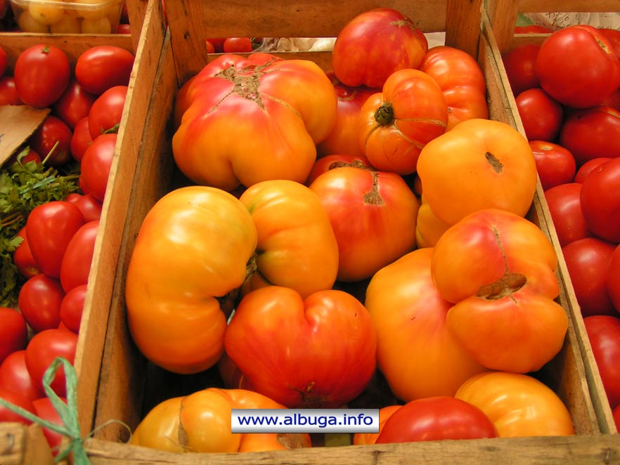 Les tomates tranquilles de la famille Castang