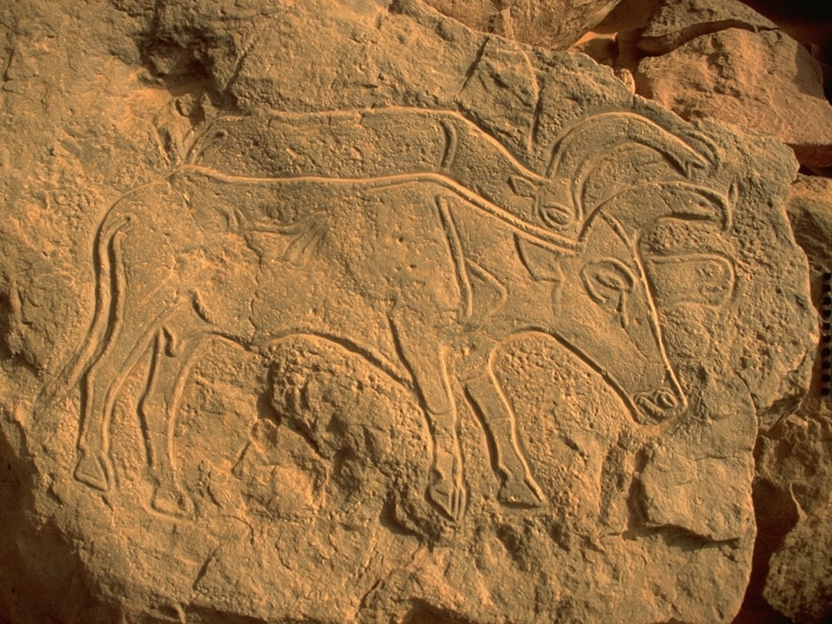 Gravure de bœufs domestiques représentant le style de Mesāk qui se caractérise par un double contour creusé, faisant ressortir le contour central comme en relief.