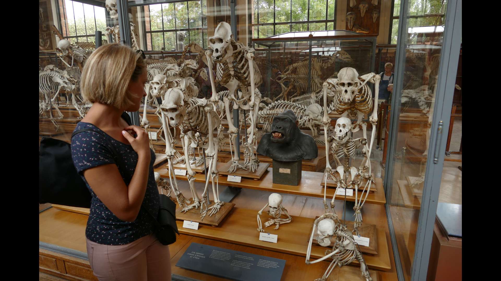 Veirina consacrada als primats, dont nosautres, al còr de la Galariá d'Anatomia comparada del Museum nacional d'Istòria naturala de París. Aquela colleccion inestimabla testimònia l'istòria de las sciéncias naturalas e dels debats qu'an jalonat la compreension del viu. Fòto copyright : Sofia Cattoire