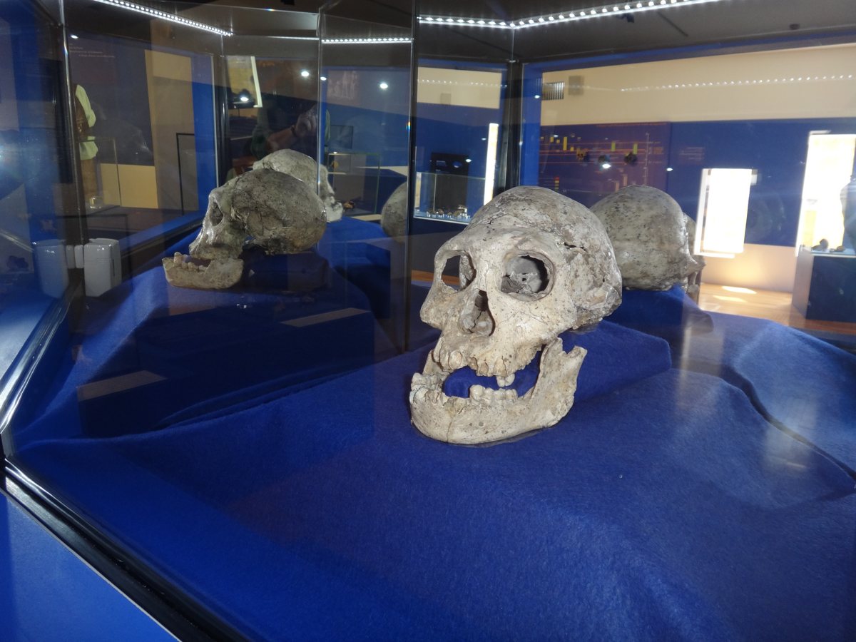 Crâne et mandibule d’Homo erectus georgicus 
Dmanissi, Georgie, 1,8 Ma.