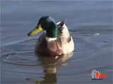 Gabrielle et le canard